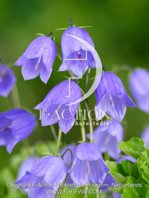 cochleariifolia