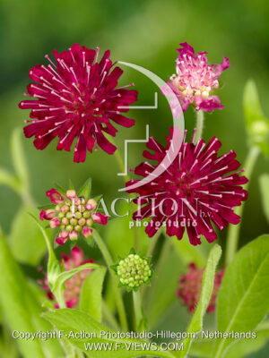 macedonica 'Red Dress'