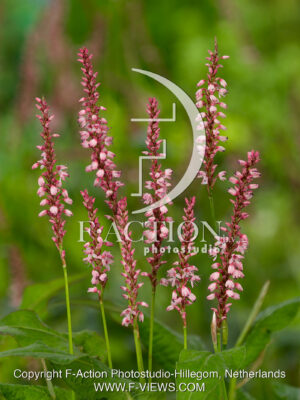 amplexicaulis Roseus