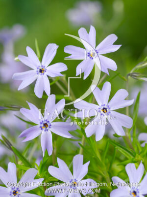 subulata Emerald Cushion Blue