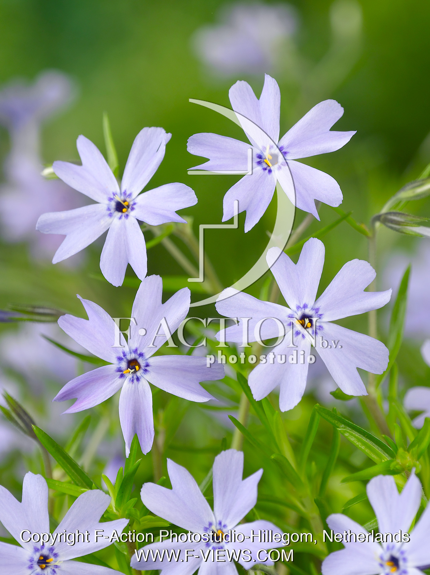 subulata Emerald Cushion Blue