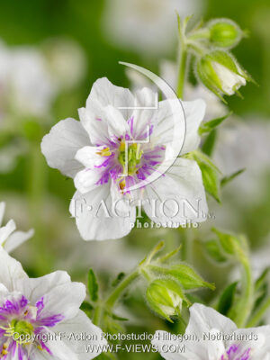 pratense 'Double Jewel'