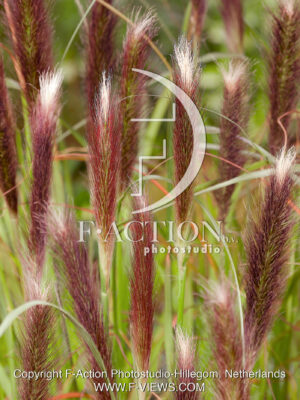 alopecuroides 'Red Head'