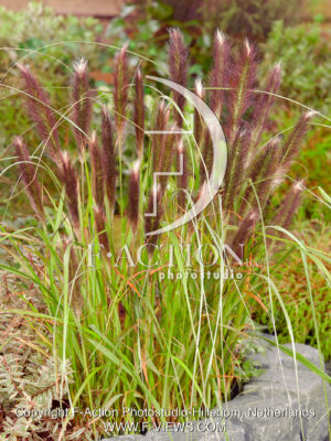 alopecuroides 'Red Head'