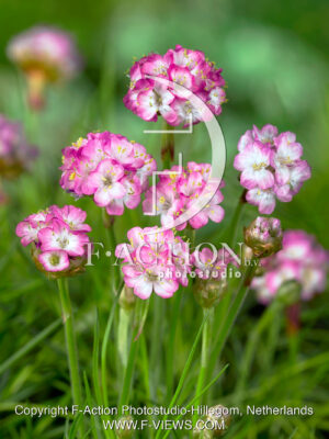 maritima 'Splendens'