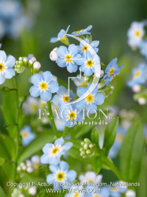 palustris