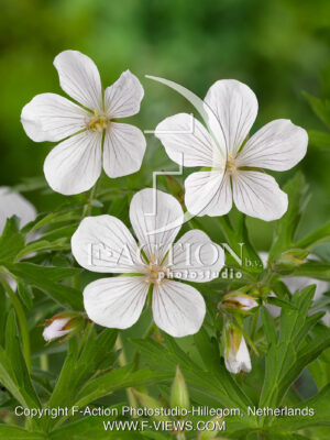 clarkei 'Kashmir White'