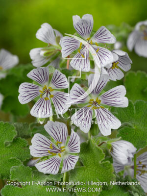 Renardii