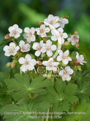 macrorrhizum 'Spessart'