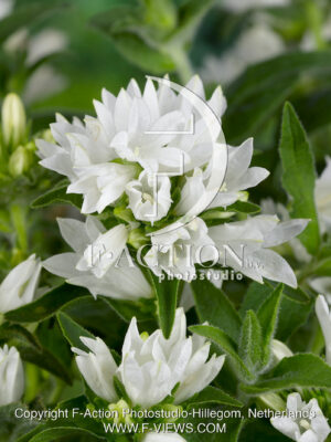 glomerata Alba