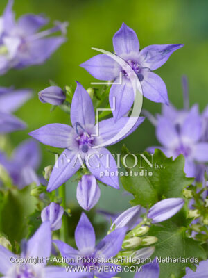 garganica 'Senior'