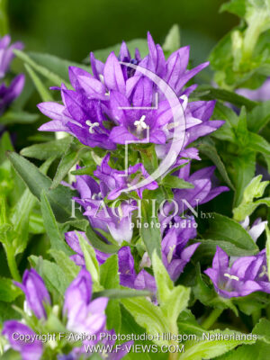 glomerata 'Aucaulis'
