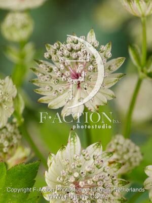 major 'Sunningdale Variegated'