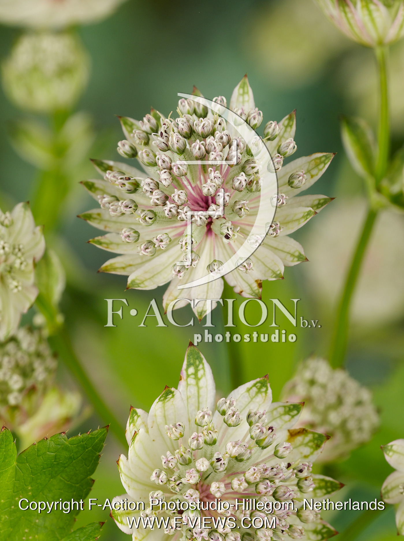 major 'Sunningdale Variegated'
