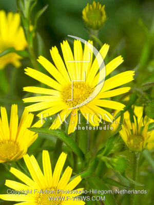 Salicifolium