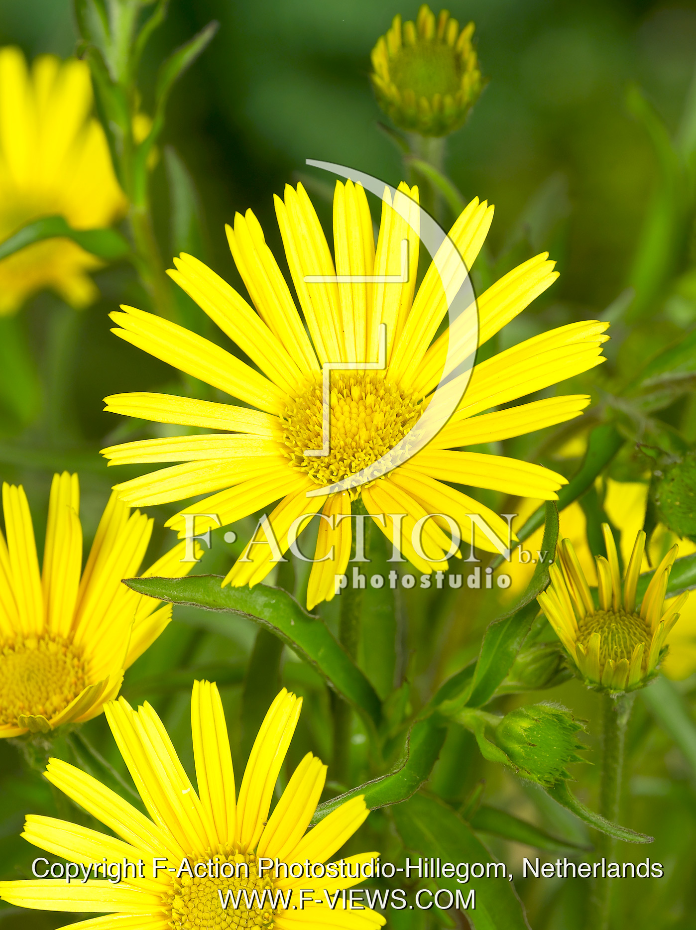 Salicifolium