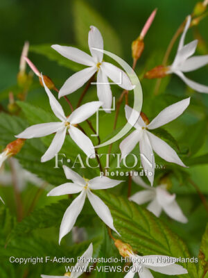 Trifoliata