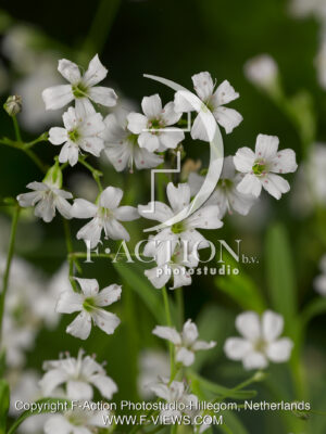 repens Alba