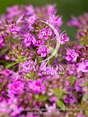 praecox 'Purple Beauty'