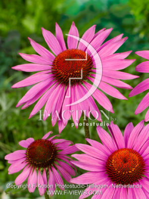purpurea 'The King'