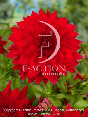 Babylon Red