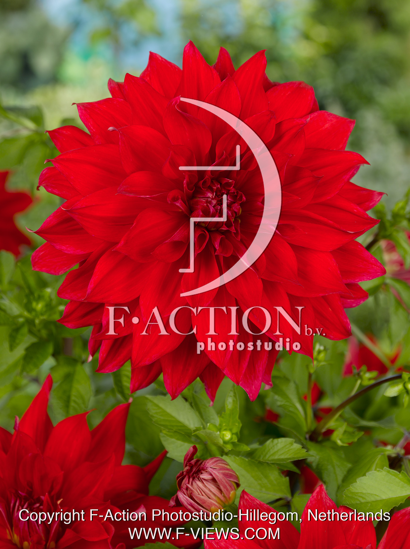 Babylon Red