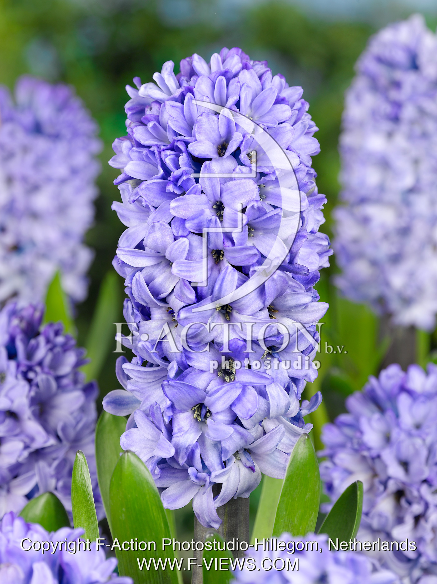 Blue Star