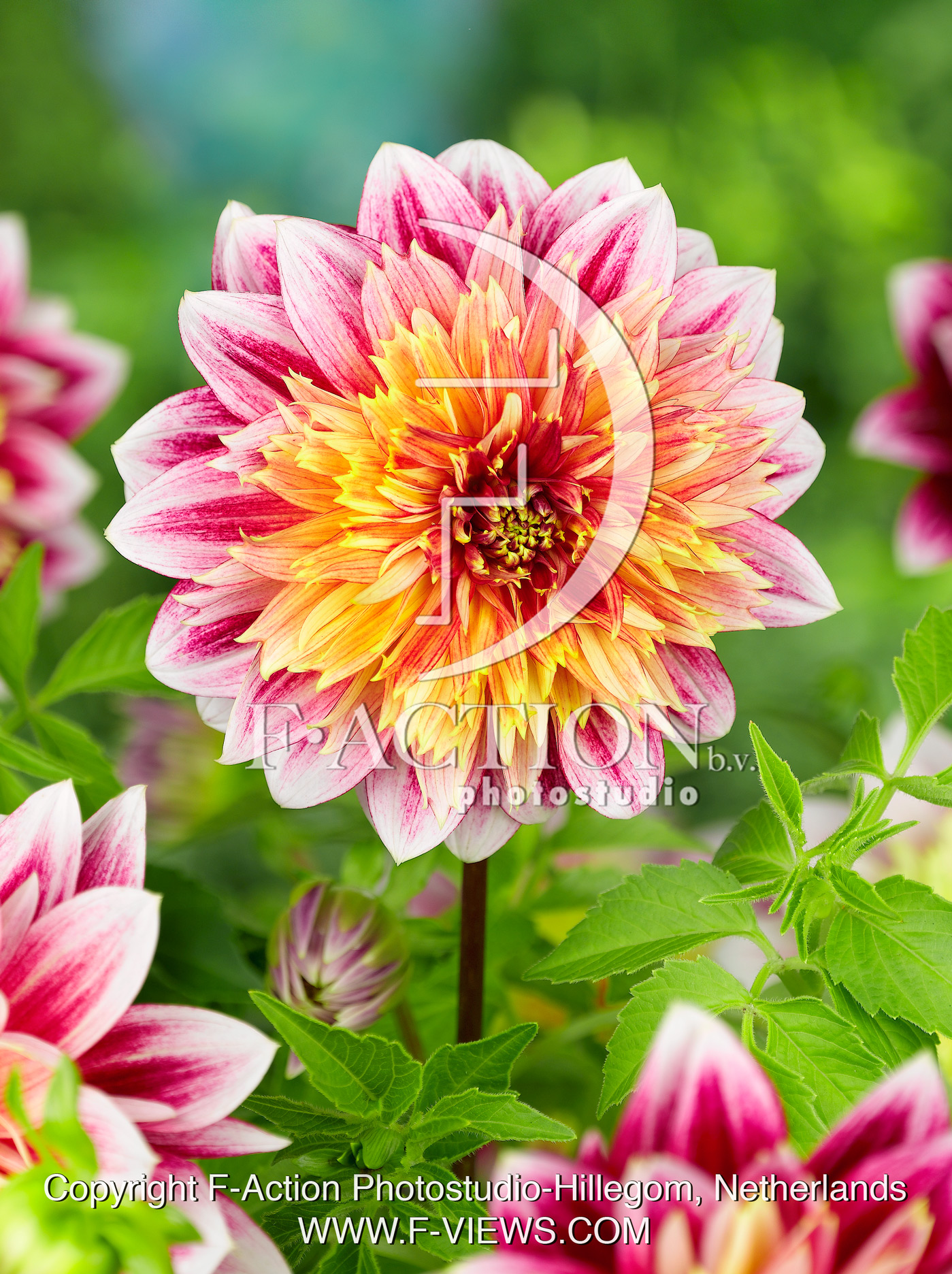 Garden Show