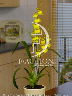 Oncidium