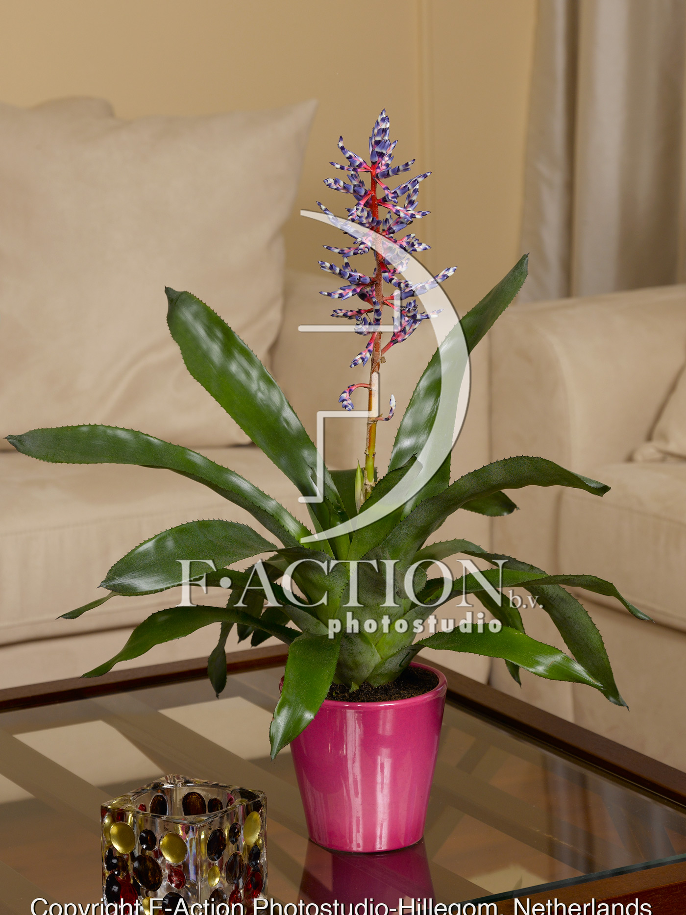 Guzmania