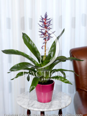 Guzmania