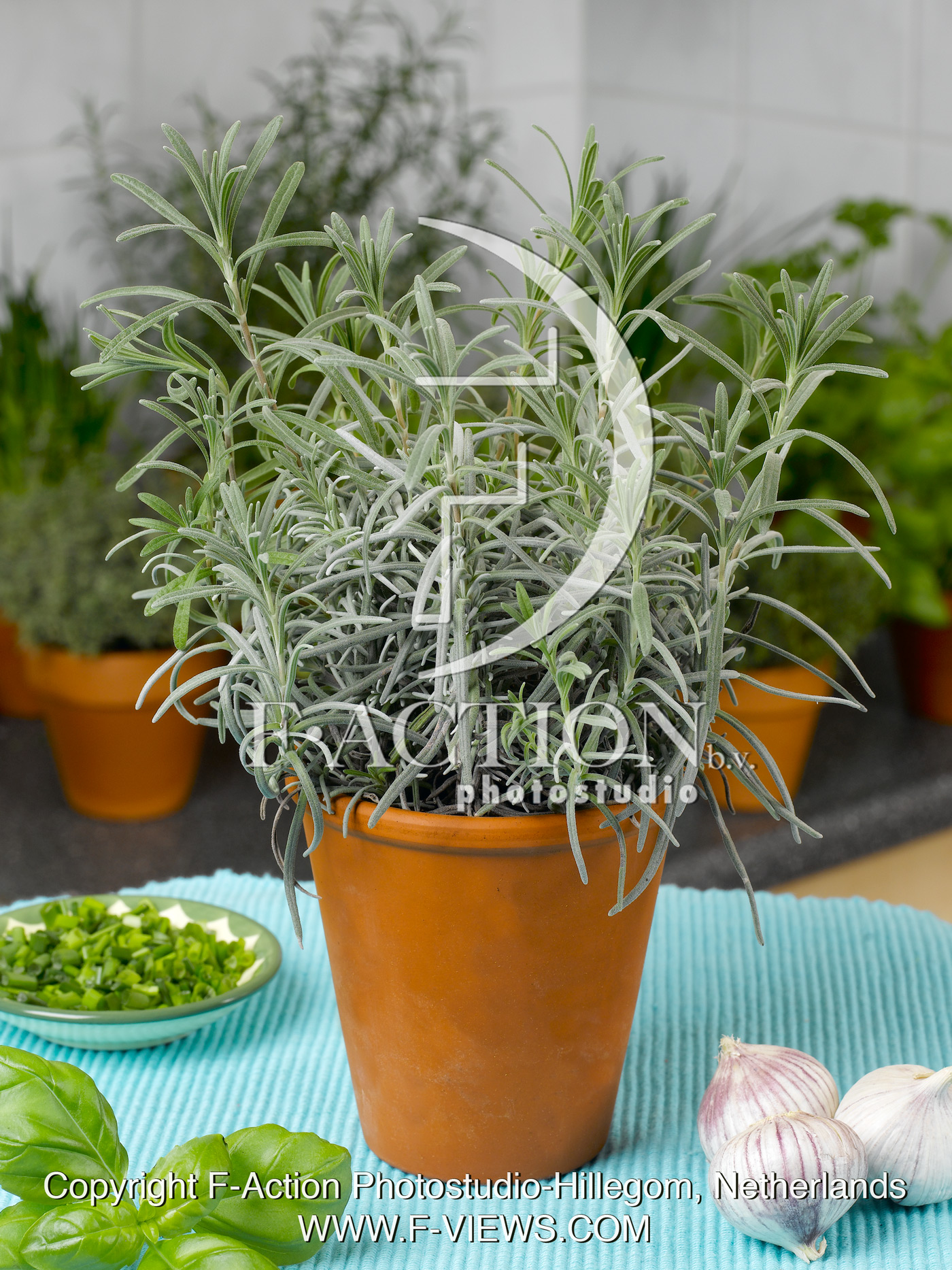 Lavandula
