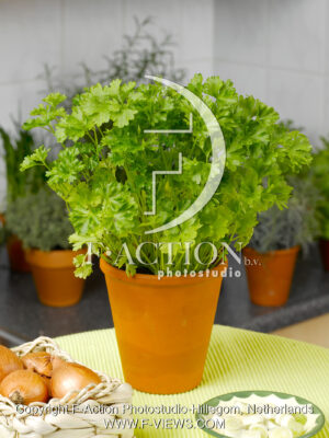 crispum