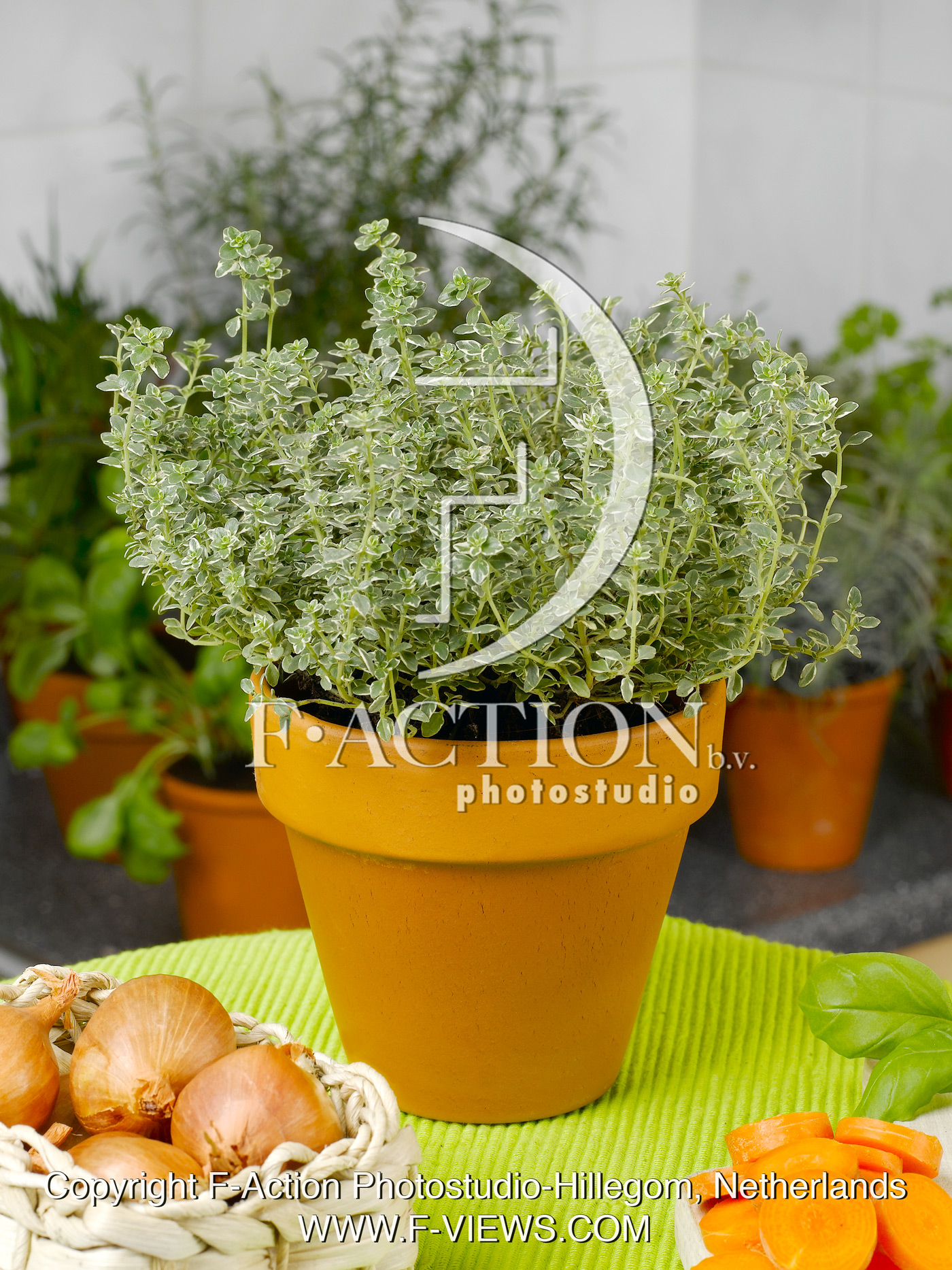 Thymus