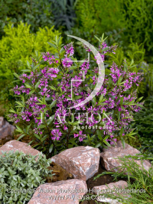 Purple Paradise