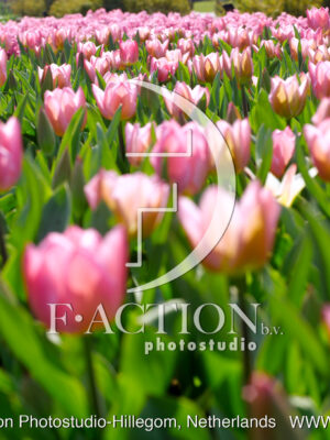 Tulpen Pink