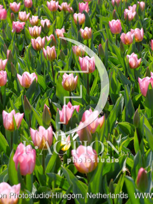 Tulpen Pink