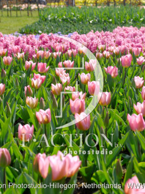 Tulpen Pink