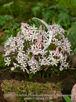 bifolia Rosea