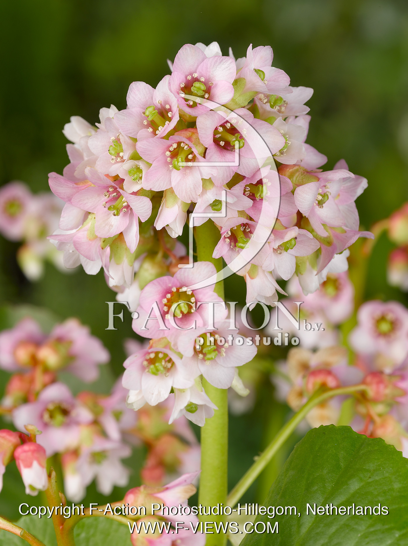 cordifolia 'Baby Doll'