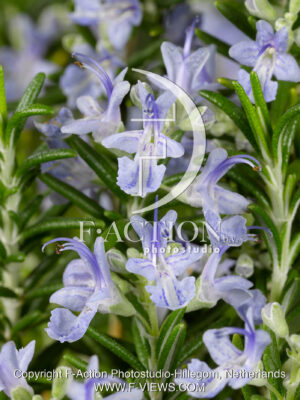 officinalis 'Caprii'