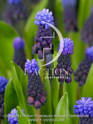 Latifolium