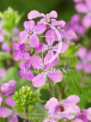 Annua