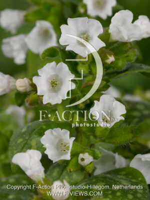 officinalis 'Sissinghurst White'