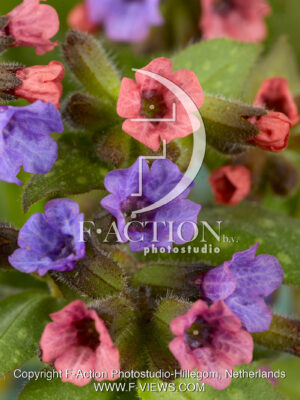 saccharata 'Mrs Moon'