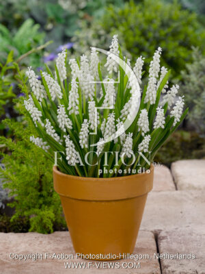 botryoides 'Album'