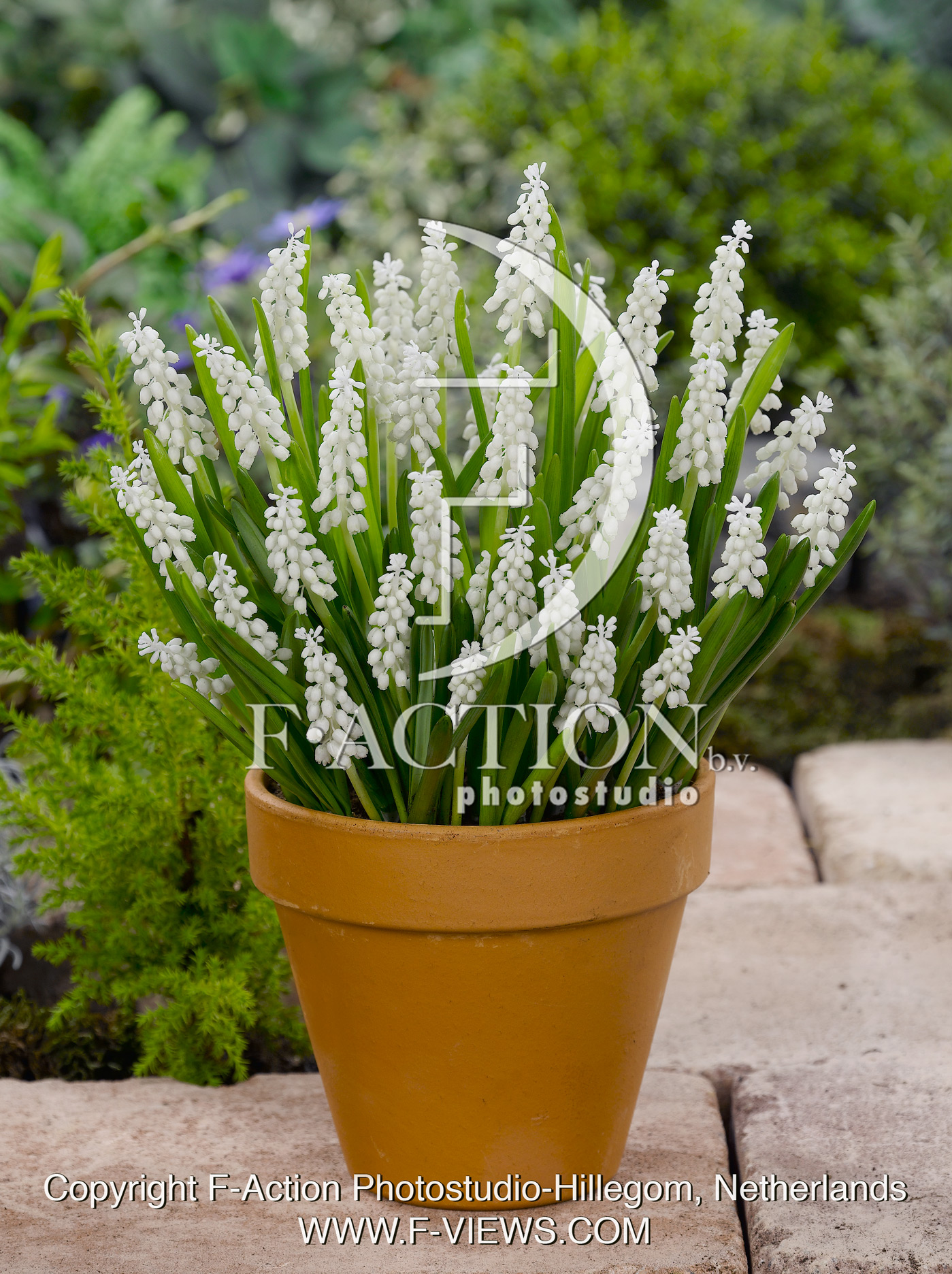 botryoides 'Album'