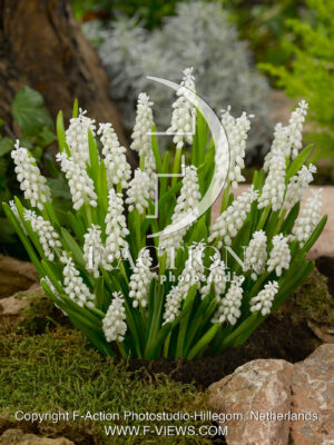 botryoides 'Album'