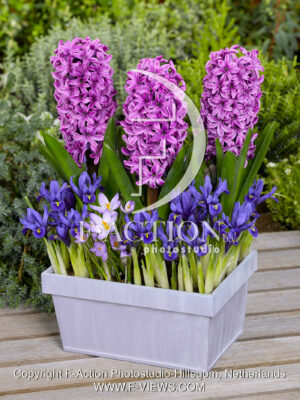 Spring Flowers