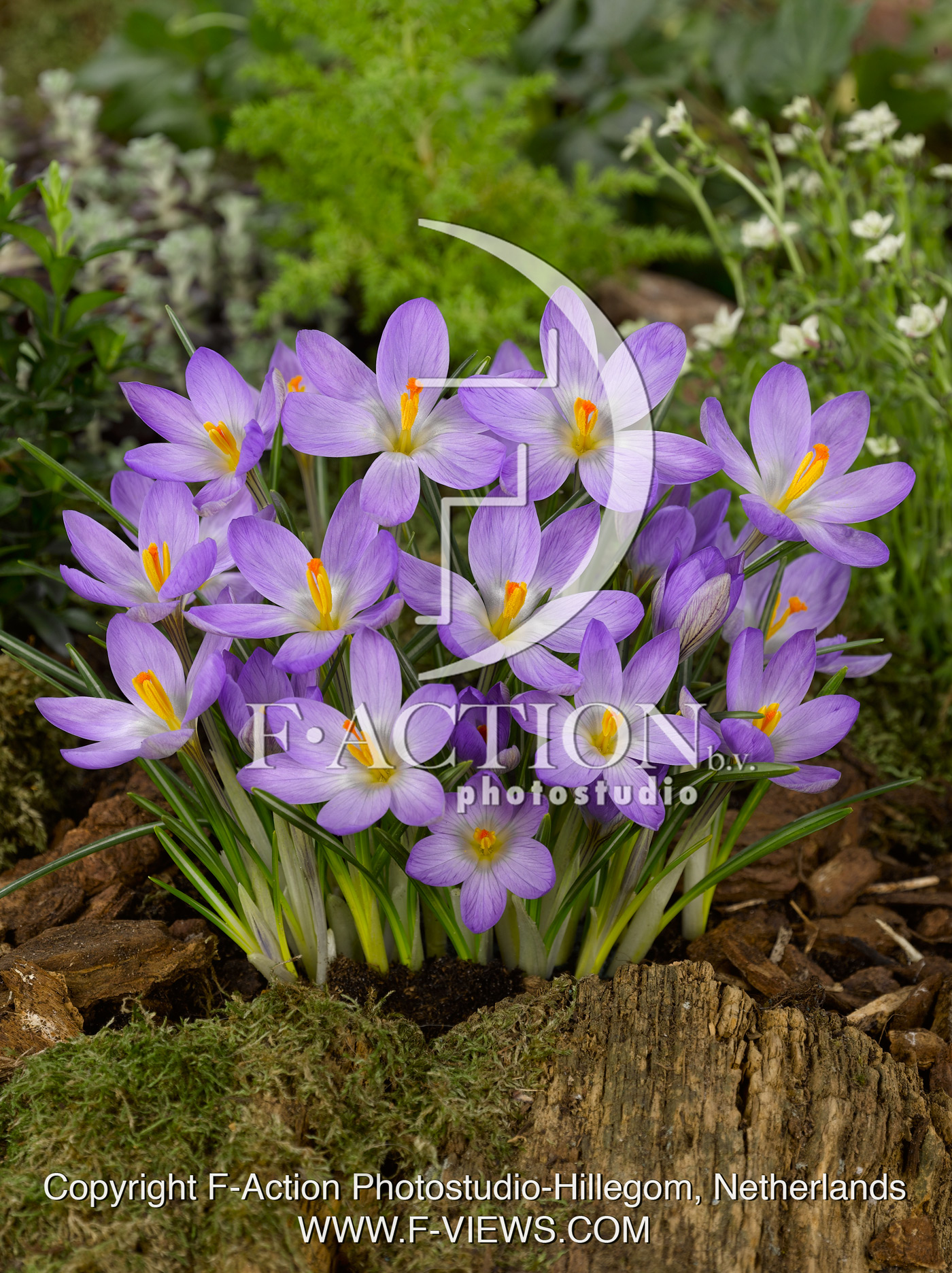 etruscus 'Zwanenburg'